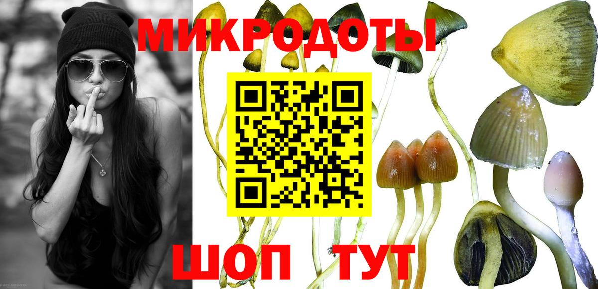 Губкинский  Псилоцибиновые грибы Psilocybine cubensis  Вход с VPN 